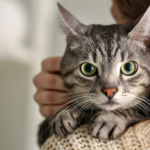 O ronronar curativo  A frequência do ronronar dos gatos acelera a cicatrização  de ossos