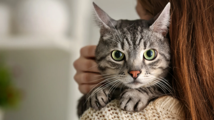 O ronronar curativo A frequência do ronronar dos gatos acelera a cicatrização de ossos