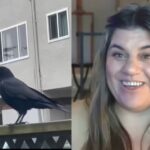 Corvo retorna diariamente com presentes para mulher que o salvou