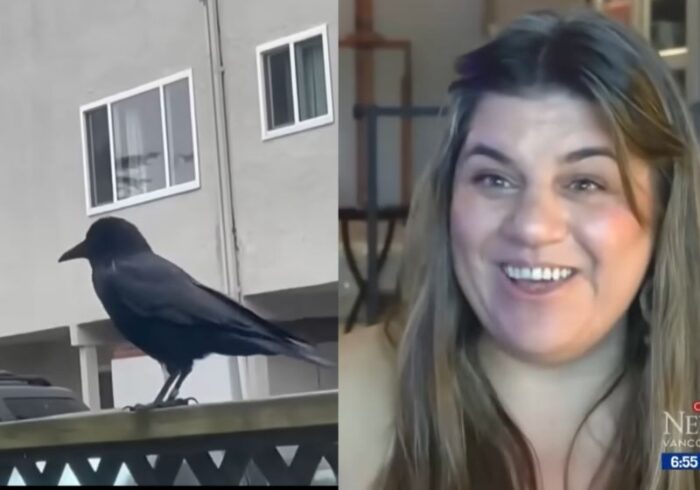 Corvo retorna diariamente com presentes para mulher que o salvou