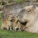 Os animais mais fofos do mundo em seus primeiros dias de vida