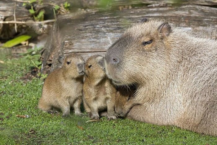 Os animais mais fofos do mundo em seus primeiros dias de vida