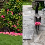 Gata adotada emociona ao levar flores para tutora todos os dias
