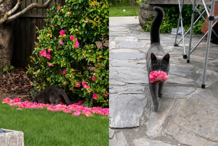 Gata adotada emociona ao levar flores para tutora todos os dias