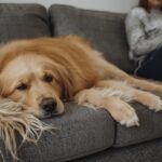 O guia prático para eliminar os pelos do seu pet usando itens baratos do dia a dia