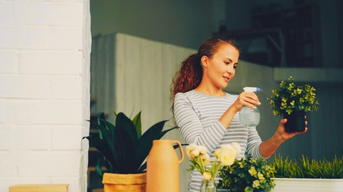 Plantas internas fáceis de cuidar dentro do apartamento