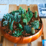 Cactos em miniatura para decorar e alegrar a mesa de trabalho