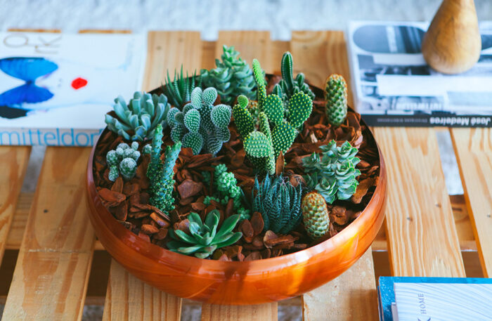 Cactos em miniatura para decorar e alegrar a mesa de trabalho