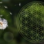 Simetria natural presente nas folhas e flores e a harmonia da criação