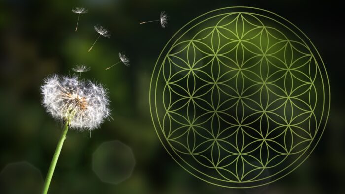 Simetria natural presente nas folhas e flores e a harmonia da criação