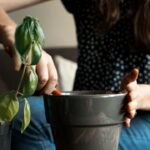 Troca de vasos: como mudar plantas grandes com segurança
