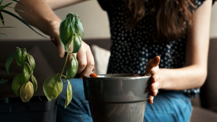 Troca de vasos: como mudar plantas grandes com segurança