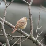 Como as aves se adaptam ao ambiente urbano