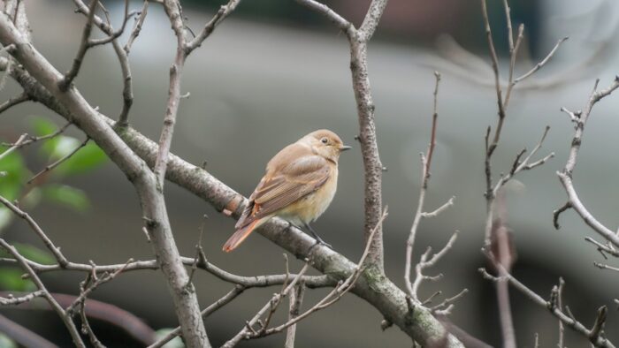 Como as aves se adaptam ao ambiente urbano