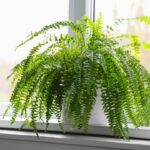 Dicas essenciais de cultivo para samambaias viçosas em casa