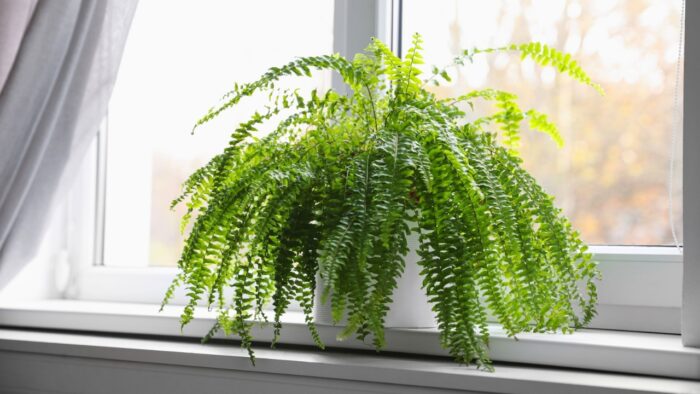 Dicas essenciais de cultivo para samambaias viçosas em casa