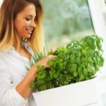 Como cultivar temperos básicos na cozinha