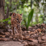 Nova espécie de gato é descoberta na Bolívia após mais de 100 anos