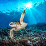 Fotografias incríveis capturam a essência dos oceanos