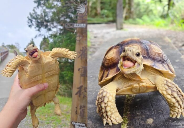 Tartaruga que parece estar sempre sorrindo conquista fãs