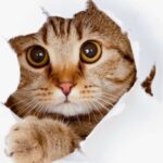 Miados de gatos domésticos: o que cada som pode significar?