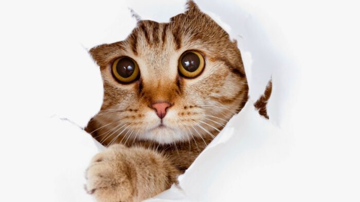 Miados de gatos domésticos: o que cada som pode significar?